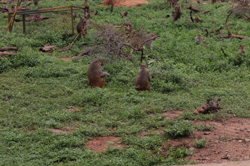 Monkey's group at zoo.