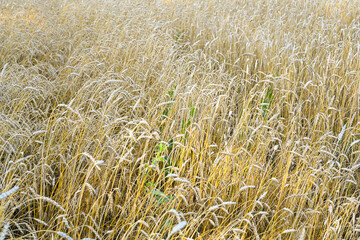Golden wheat field in the hot summer sunny day. Field of ripening rye in a summer day. Rye ears.