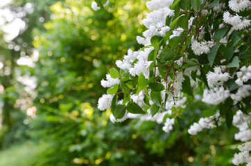 White jasmine in the garden. Blooming jasmine flowers.