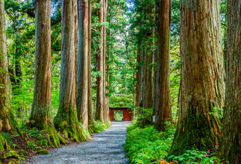 戸隠神社奥社　参道の杉並木と随神門