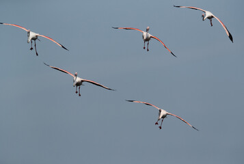 Greater Flamingos moving down at Tubli bay, Bahrain