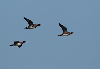 Eurasian wigeon flying at Asker marsh, Bahrain
