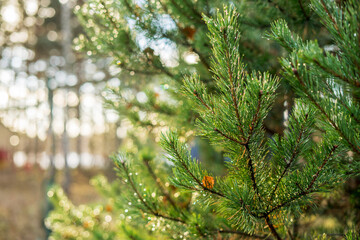 branch coniferous plants in drops of rain
