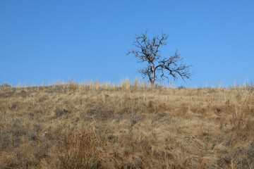lonely tree in the steppe
