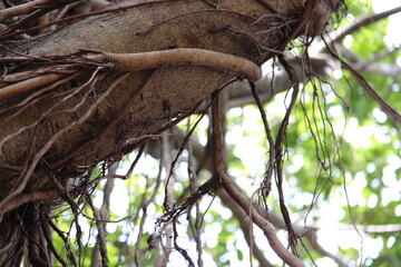 So many Branch on the tree