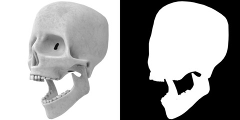 3D rendering illustration of a stylized human skull anatomy