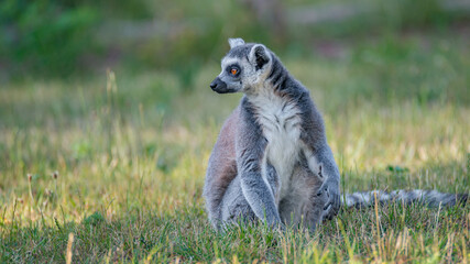 Portrait of funny ring-tailed Madagascar lemur enjoying summer, close up, details. Concept biodiversity and wildlife conservation.