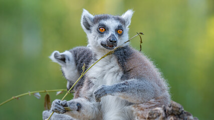 Portrait of two funny ring-tailed Madagascar lemurs enjoying summer, close up, details. Concept biodiversity and wildlife conservation.