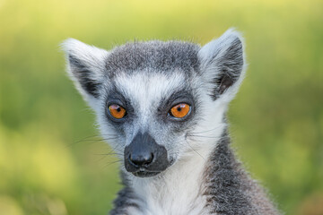 Portrait of funny ring-tailed Madagascar lemur enjoying summer, close up, details. Concept...