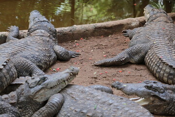 Spectacular view of a beautiful group of big crocodiles.