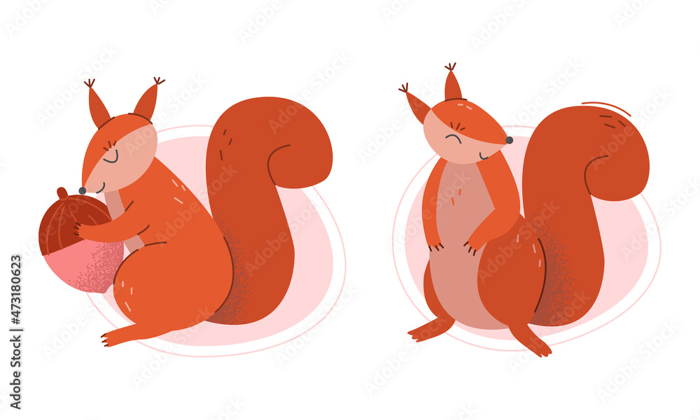 Wall mural furry squirrel animal with bushy tail and red coat vector set