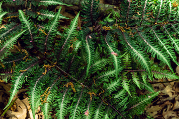 Japanese ferns in the woods
