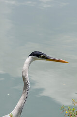 close-up of a gray heron chasing fish in a lake in brazil