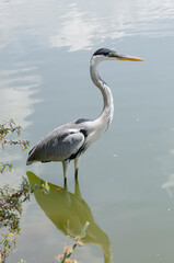 close-up of a gray heron chasing fish in a lake in brazil