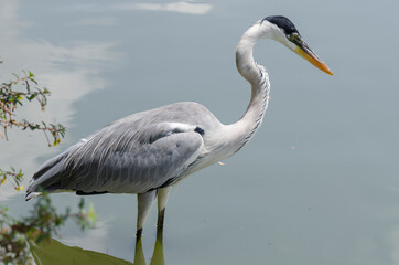 close-up of a gray heron chasing fish in a lake in brazil