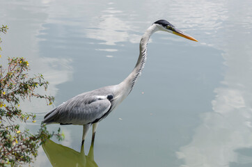 close-up of a gray heron chasing fish in a lake in brazil