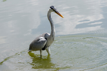close-up of a gray heron chasing fish in a lake in brazil