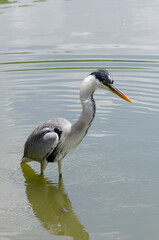 close-up of a gray heron chasing fish in a lake in brazil