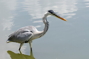 close-up of a gray heron chasing fish in a lake in brazil