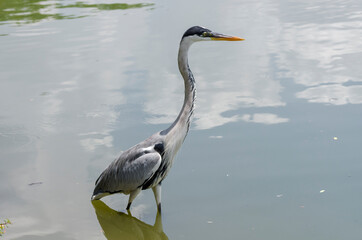 close-up of a gray heron chasing fish in a lake in brazil