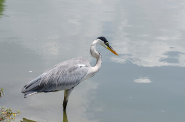 close-up of a gray heron chasing fish in a lake in brazil
