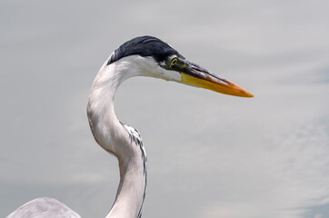 Fototapeta premium close-up of a gray heron chasing fish in a lake in brazil
