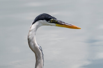 close-up of a gray heron chasing fish in a lake in brazil