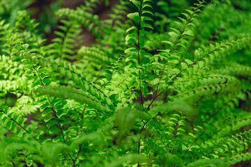 Maidenhair ferns in the forest