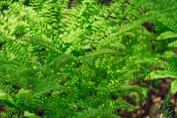 Maidenhair ferns in the woods