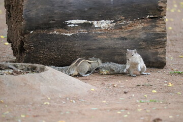 The Indian palm squirrel or three-striped palm squirrel