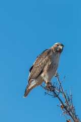 Red Tailed Hawk Perched in Tree