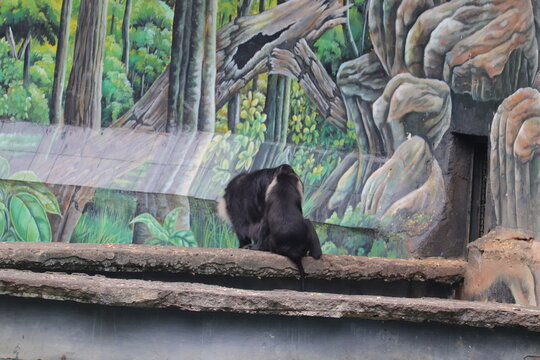 he group of large tail's Colobines at the zoo