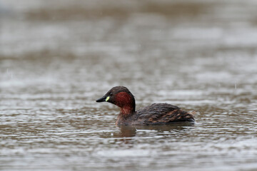 Little Grebe Tachybaptus ruficollis on a lake in Central France