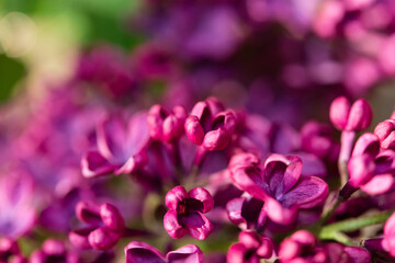Purple lilac flowers as background. Spring background	