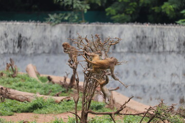  Three monkey's are jumping at the tree.