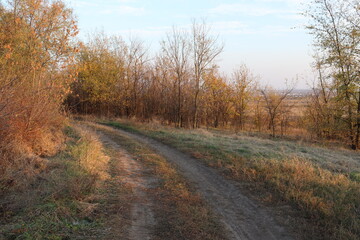 Fototapeta premium road in the autumn forest