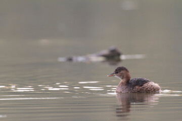 Little Grebe Tachybaptus ruficollis on a lake in Central France