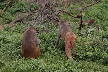 Three monkeys at the zoo