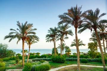 Obraz na płótnie Canvas A landscape of date palms and green spaces with the sky and sea in the background.