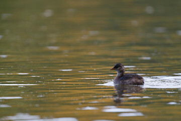 Little Grebe Tachybaptus ruficollis on a lake in Central France