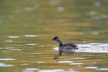Little Grebe Tachybaptus ruficollis on a lake in Central France
