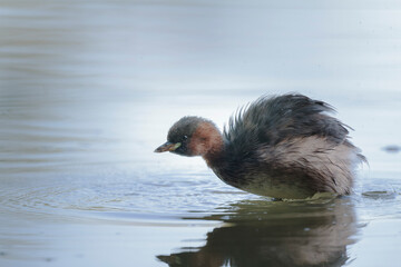 Little Grebe Tachybaptus ruficollis on a lake in Central France