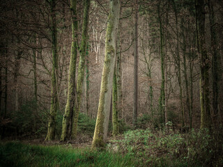 Wiederaufforstung im Mischwald