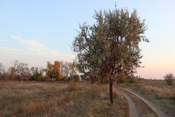 Fototapeta na wymiar autumn landscape with trees at the edge of the village 