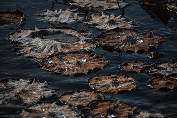 枯れて水面に浮く蓮の葉