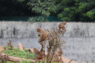 Two Monkey's are staying on a tree's branches at the zoo in India