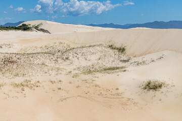 Fototapeta na wymiar Dunes and vegetation