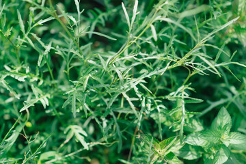 Fototapeta premium Rucola (Arugula), plant in the garden. Arugula leaf close up. View from above. Area for text.