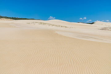 Dunes and vegetation