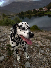 Dalmatian dog  near river, beautiful portrait